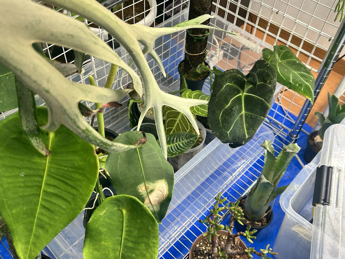 ビザプラ植物園の栽培環境